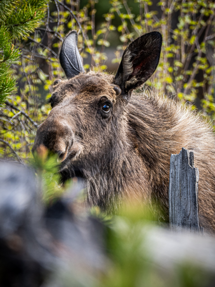 Young male moose in Rocky Mountain National Park, 2026 Young male moose in Rocky Mountain National Park, 2026