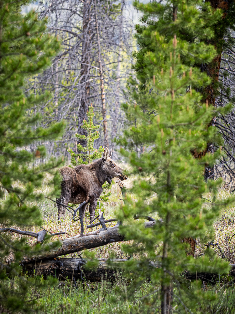 Young male moose in Rocky Mountain National Park, 2026 Young male moose in Rocky Mountain National Park, 2026