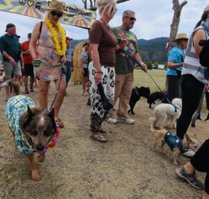 Banjo at PLV Pet Parade